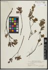 Foto von Salix myrtilloides L.